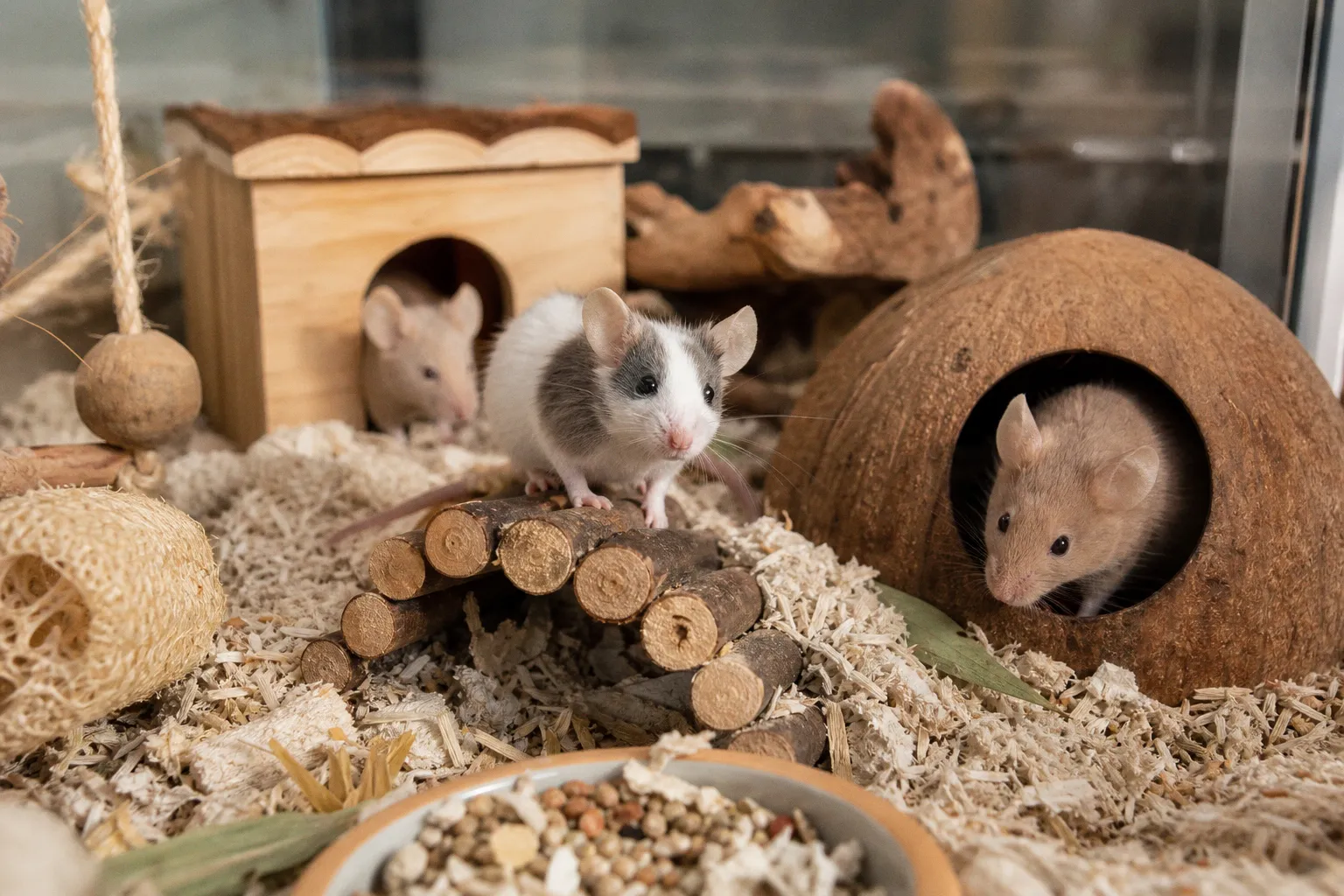 Farbmäuse artgerecht halten: Warum Tierschutz mehr als Empathie erfordert