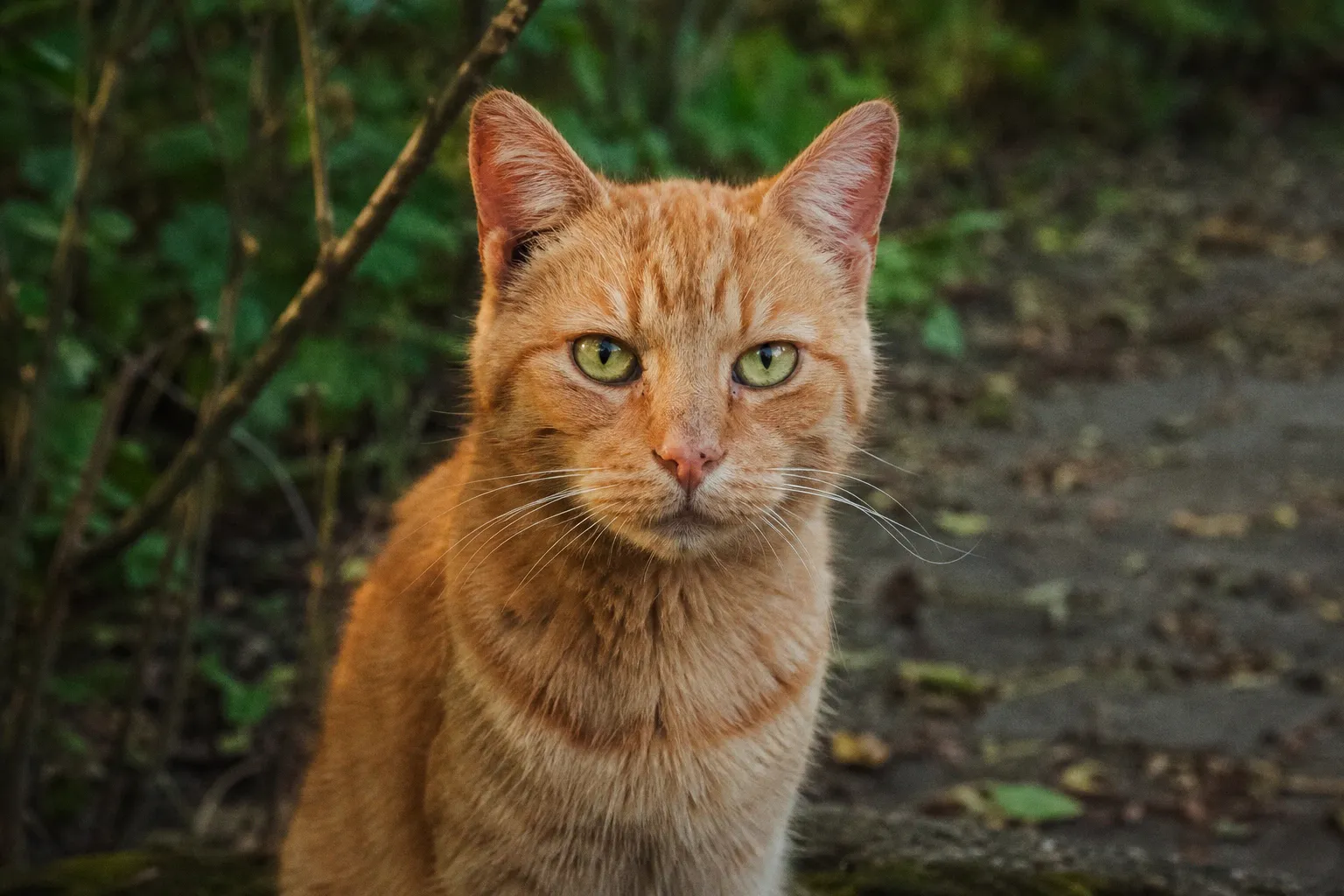 Finanznot in Tierheimen: Warum die Klage des Tierschutzbundes auch Kleintierhalter betrifft