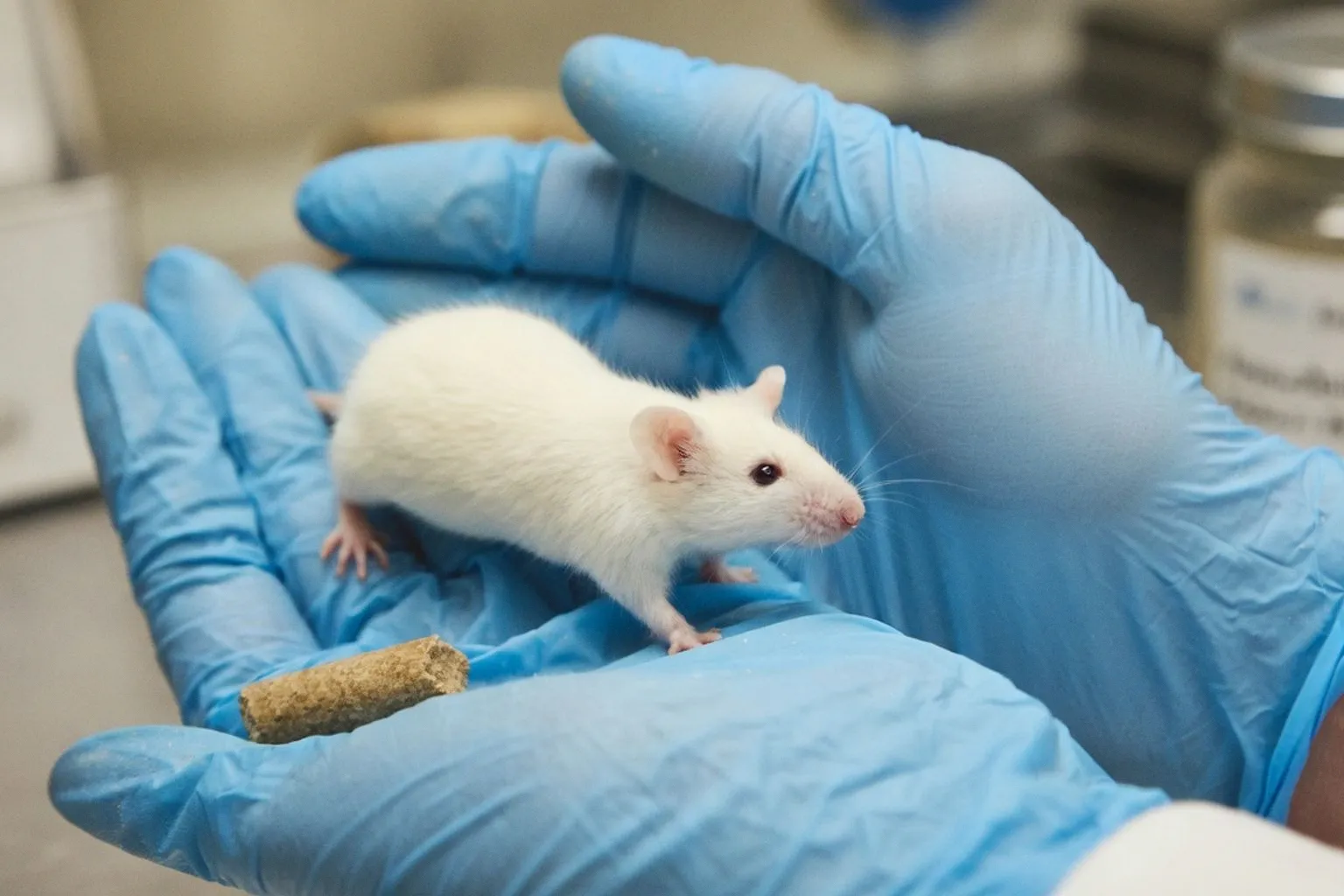 Gericht stoppt geplanten Tierversuch mit lebendig zusammengenähten Mäusen