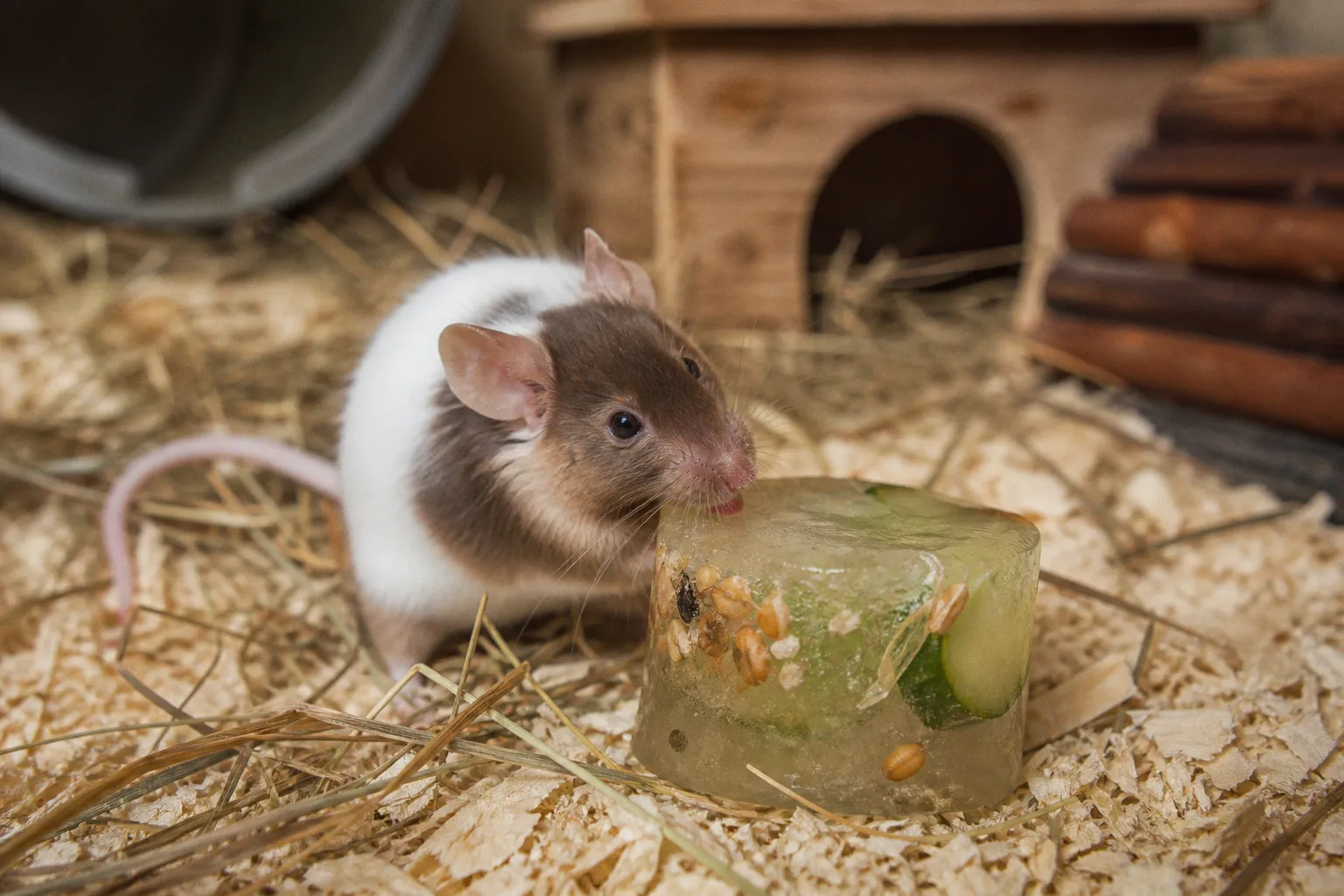 Hitzewelle im Tierheim Vösendorf: Abkühlung und artgerechte Snacks