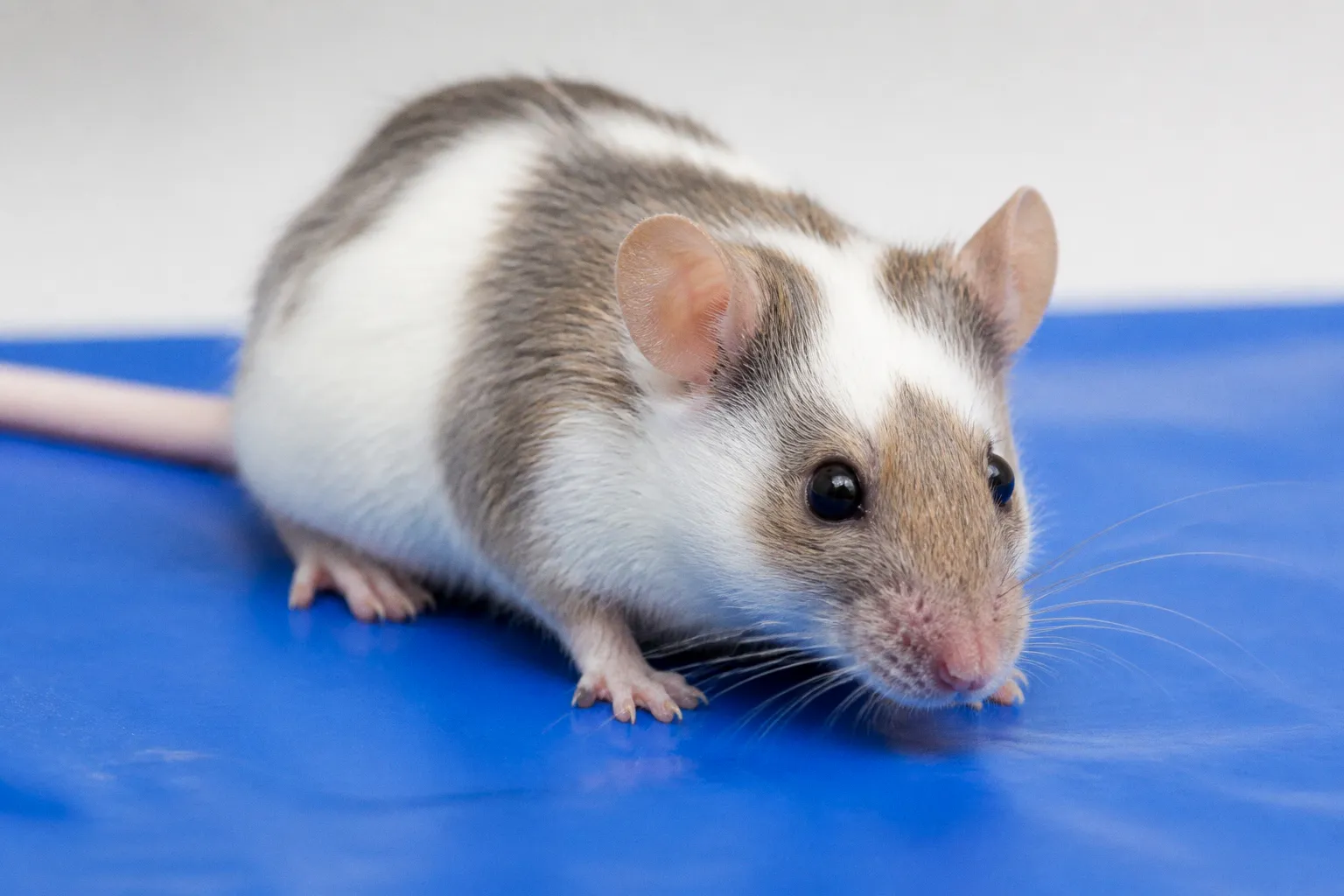 Kühlmatten für Haustiere: Was der aktuelle Test für Kleintierhalter bedeutet