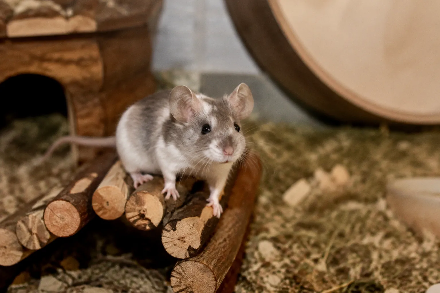 Petition gegen Tierversuchsgesetz: Was Halter von Farbmäusen wissen müssen