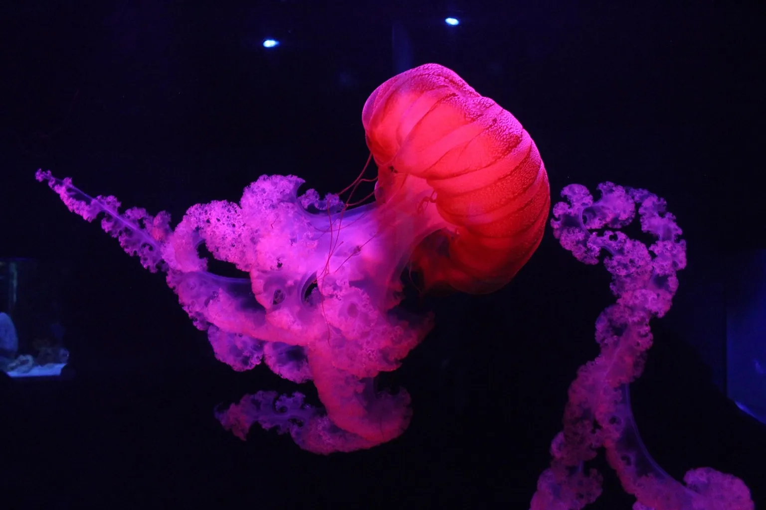 SEA LIFE Melbourne Aquarium Tickets: Optionen und Besuchstipps
