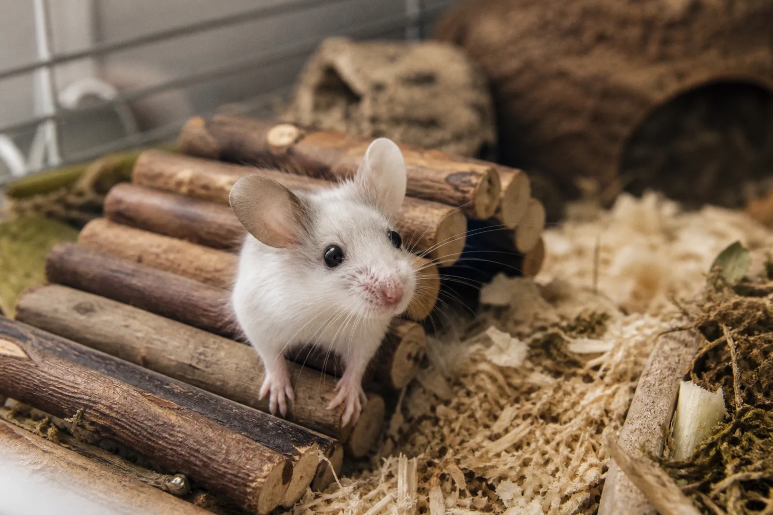 Tierschutz bei Farbmäusen: Worauf es bei der artgerechten Haltung wirklich ankommt
