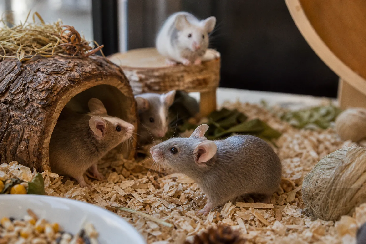 Tierschutz im Alltag: Was der Fall Jette für die Haltung von Farbmäusen bedeutet