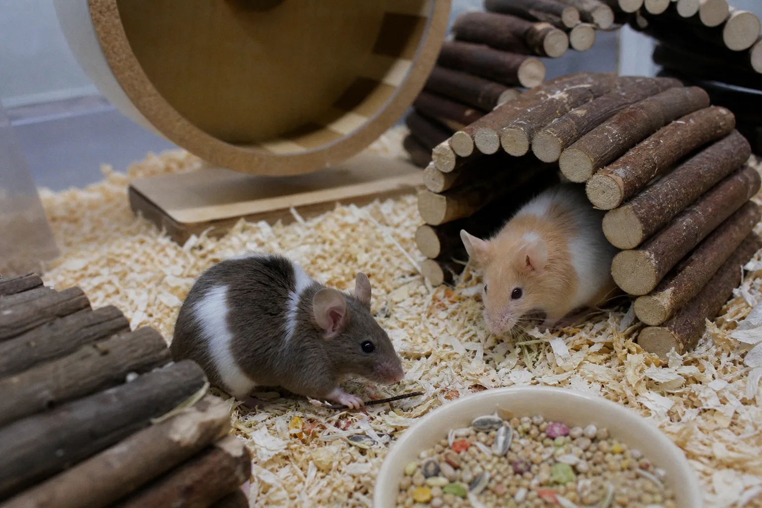 Tierschutz in China: Warum artgerechte Haltung mehr als nur Unterbringung bedeutet