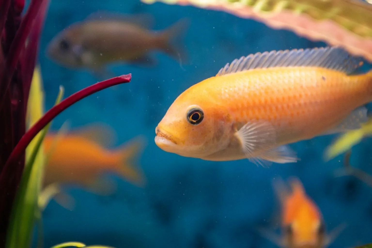 Tierschutzverstöße in der Gastronomie: Wenn Fische als bloße Dekoration leiden