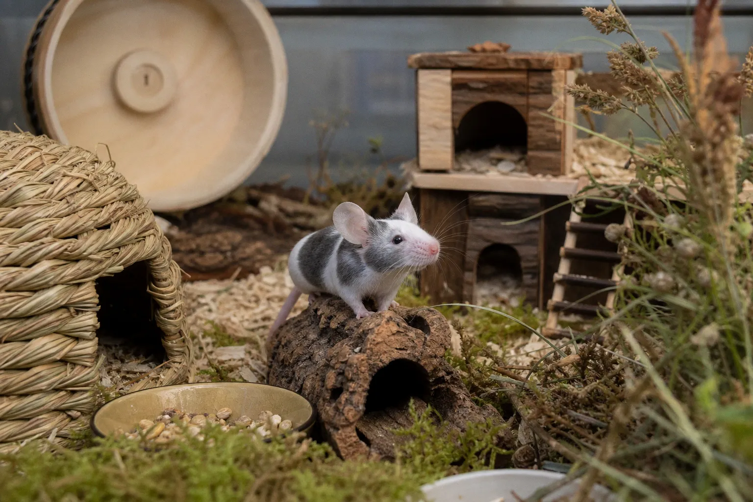 Tierwohl bei Farbmäusen: Warum artgerechte Haltung über Gesetze hinausgeht