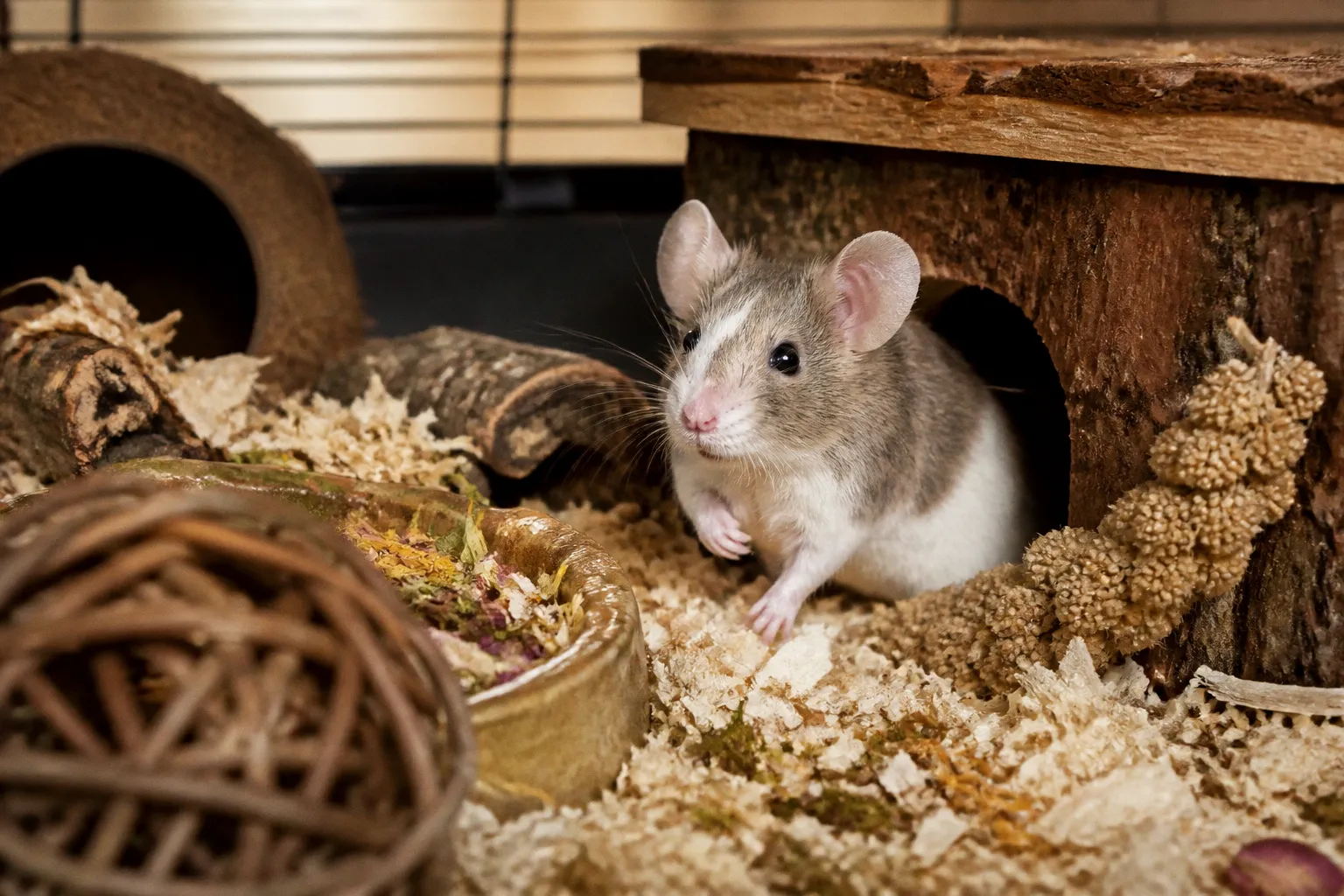 Verantwortung bei der Kleintierhaltung: Warum Spontanentscheidungen scheitern